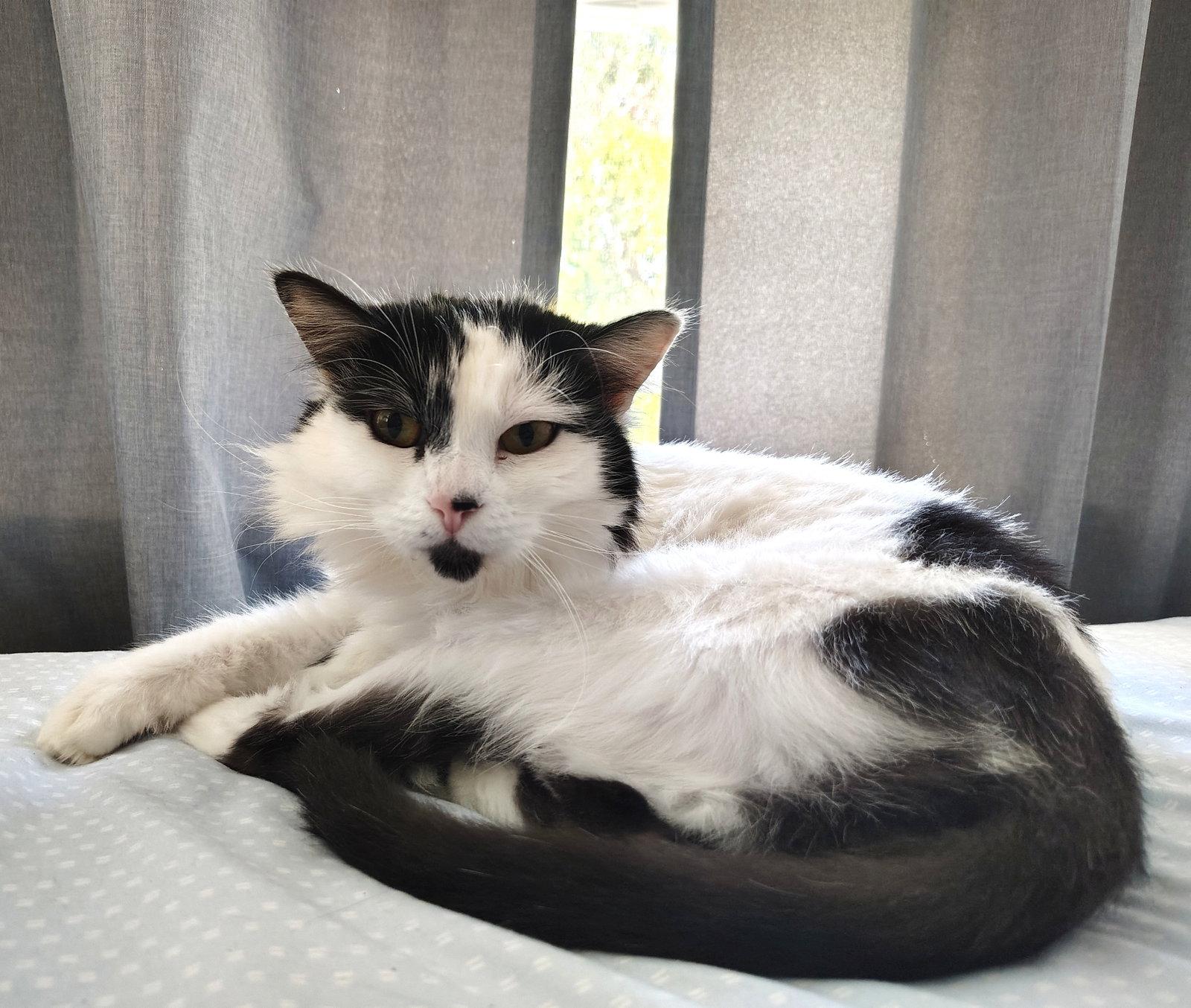 Sundae (bonded with Milkshake), a Adopted Domestic Long Hair in Oakland, CA image 2/3