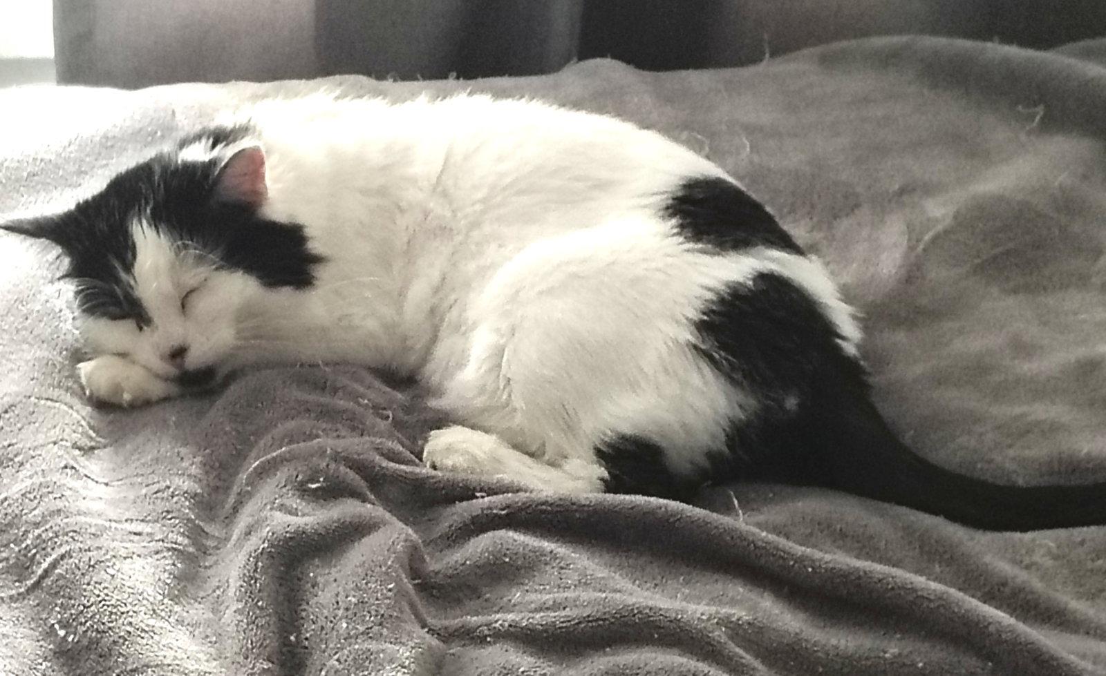Sundae (bonded with Milkshake), a Adopted Domestic Long Hair in Oakland, CA image 3/3