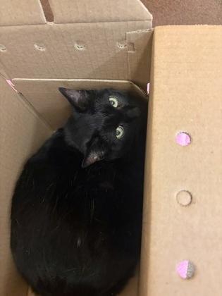 Jethro, Adoptable, Senior Male Domestic Short Hair.