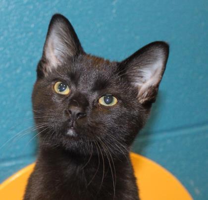 Jethro, a Adoptable mixed breed in Wichita, KS image 2/3