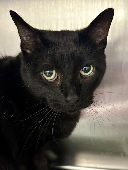 Jethro, a Adoptable mixed breed in Wichita, KS image 3/3
