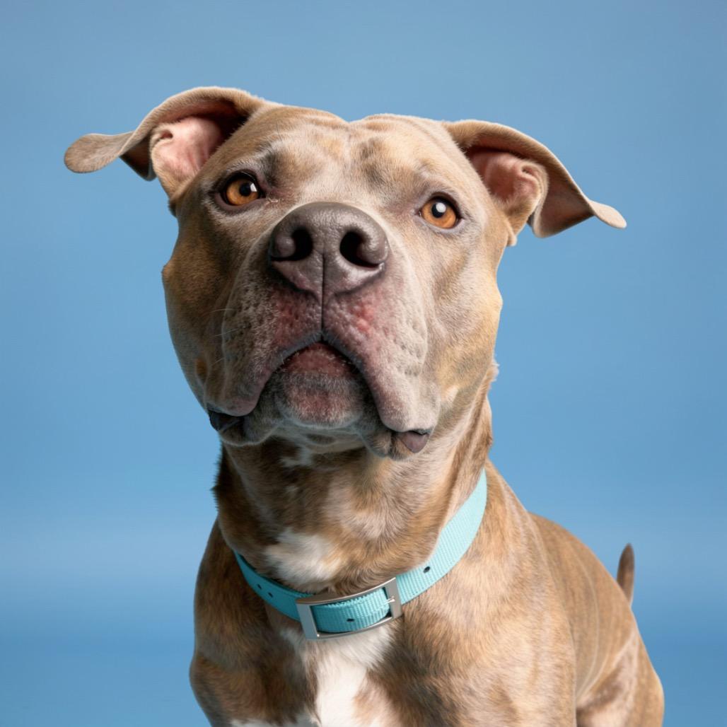 Bennett, Adoptable, Adult Male Mixed Breed.