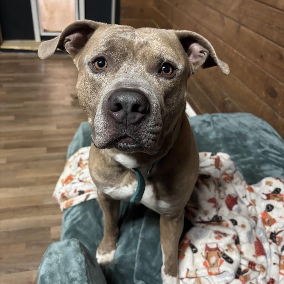 Bennett, a Adoptable Mixed Breed in Bangall, NY image 2/6