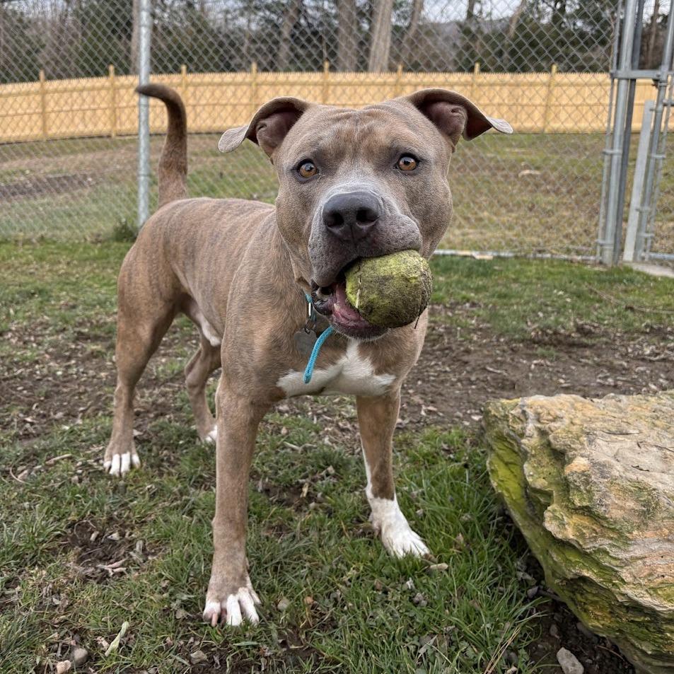 Enlarge Bennett, a Adoptable Mixed Breed in Bangall, NY image 1/4