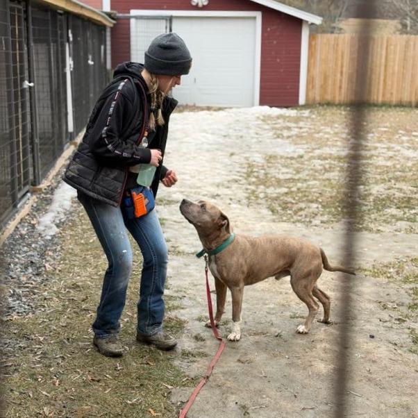 Enlarge Bennett, a Adoptable Mixed Breed in Bangall, NY image 3/6