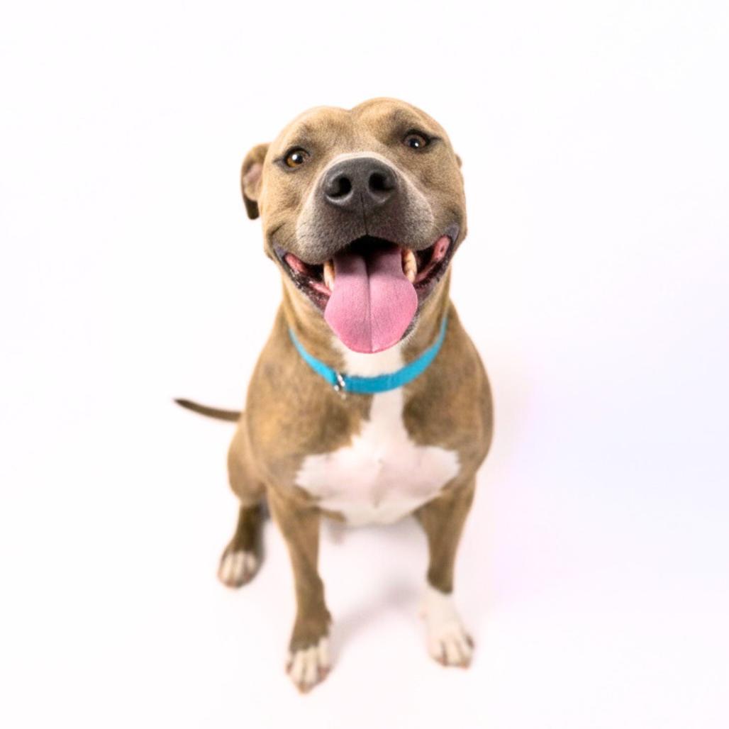 Enlarge Bennett, a Adoptable Mixed Breed in Bangall, NY image 3/4