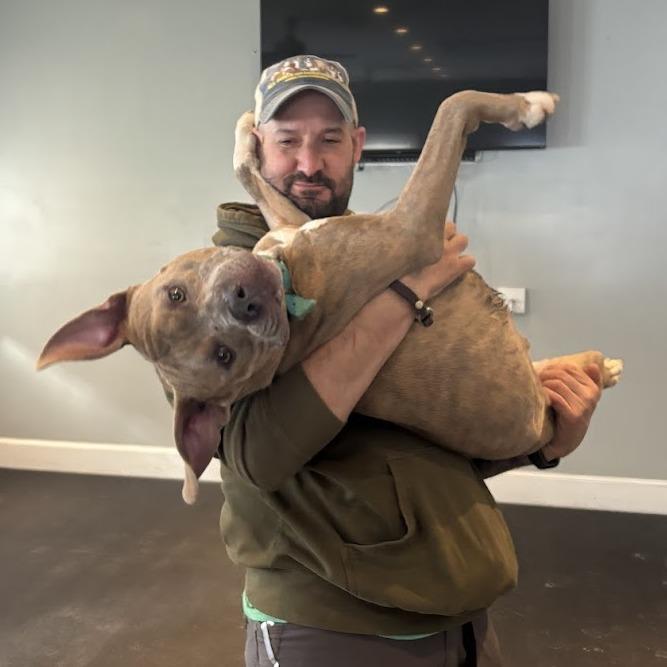 Enlarge Bennett, a Adoptable Mixed Breed in Bangall, NY image 4/6