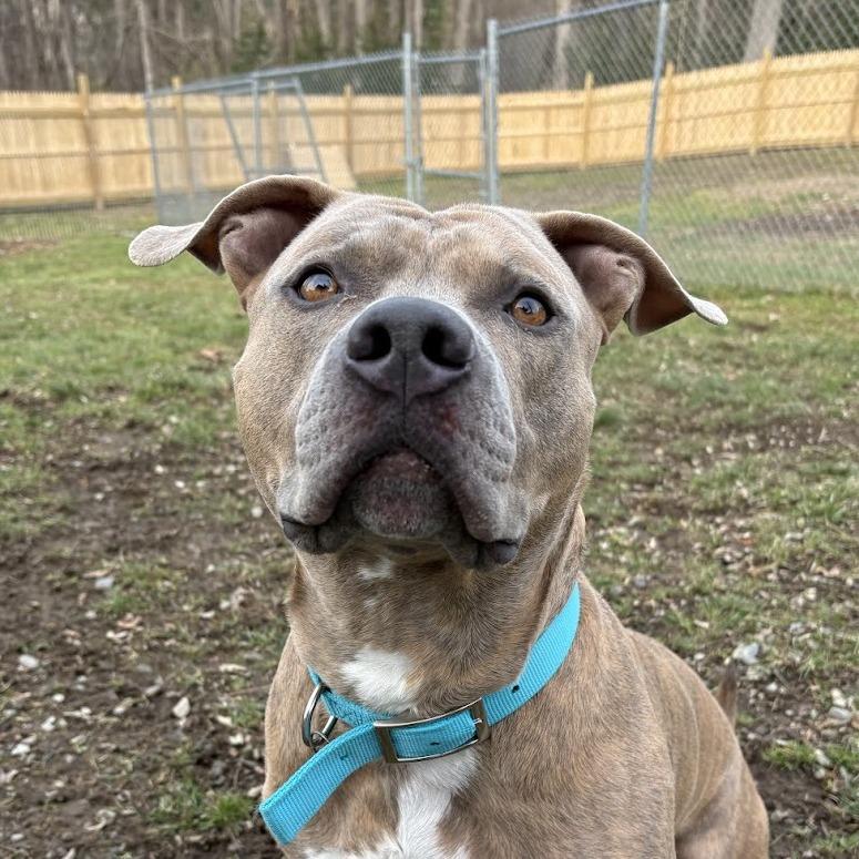 Enlarge Bennett, a Adoptable Mixed Breed in Bangall, NY image 4/4