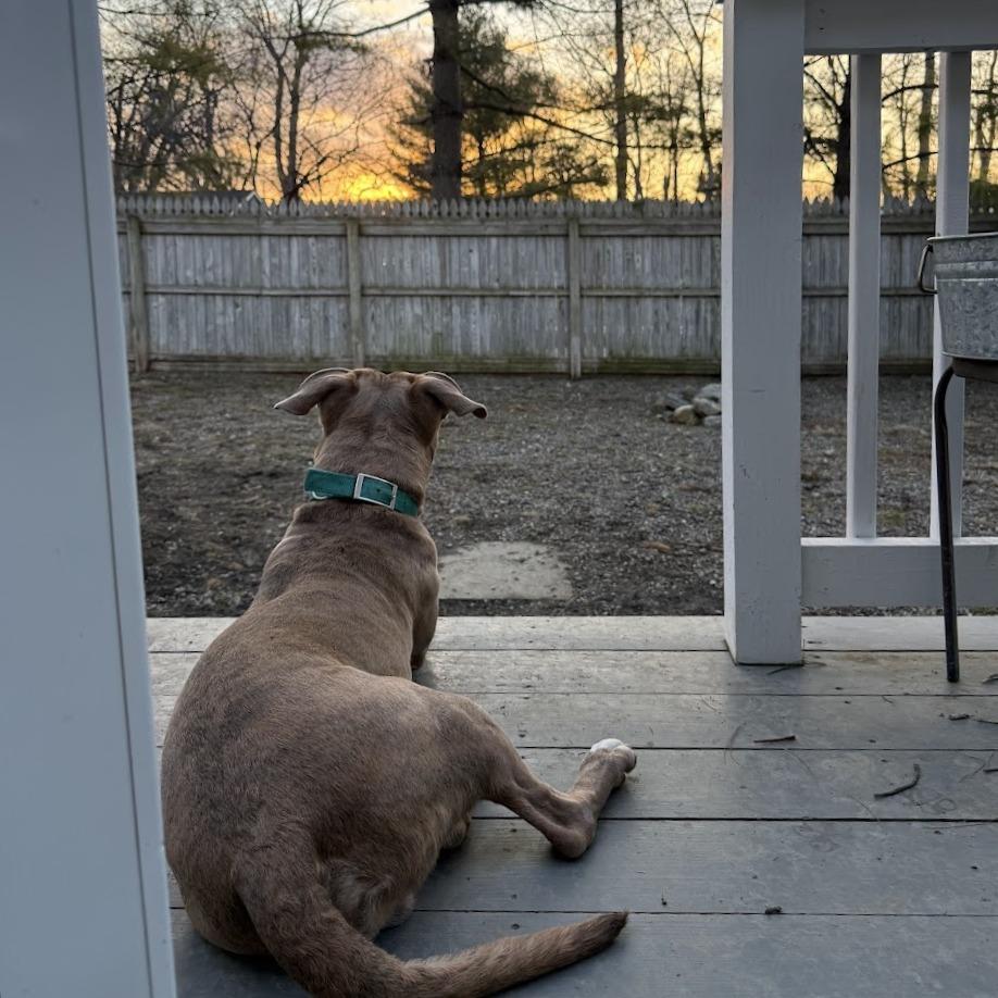 Enlarge Bennett, a Adoptable Mixed Breed in Bangall, NY image 5/6