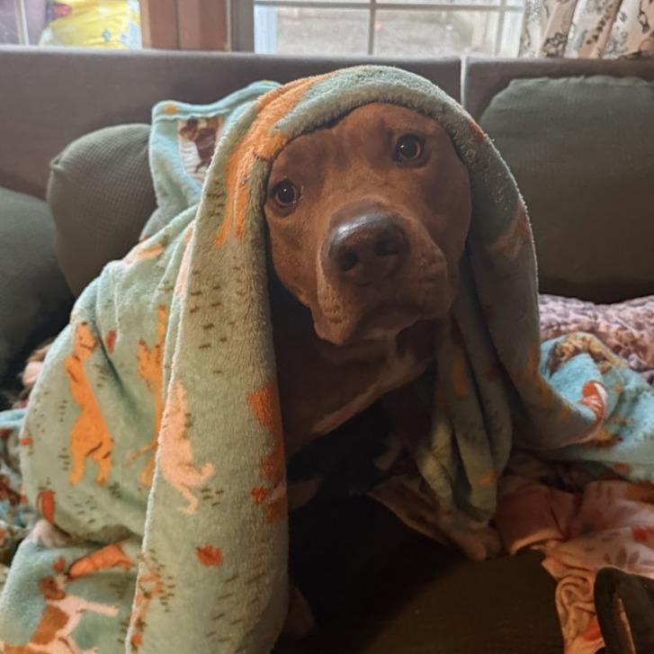 Enlarge Bennett, a Adoptable Mixed Breed in Bangall, NY image 6/6