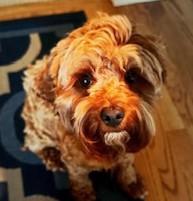 Enlarge Hazel H 26074, a Adoptable mixed breed in Parker, CO image 1/5