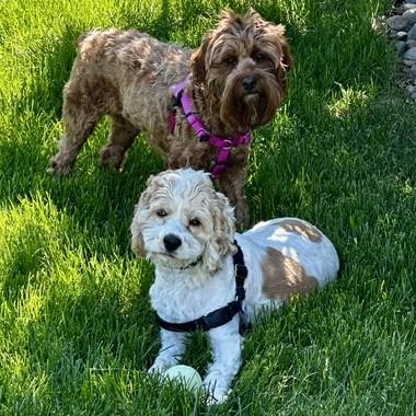 Hazel H 26074, Adoptable, Puppy Female Cavalier King Charles Spaniel & Miniature Poodle.