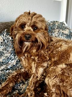 Enlarge Hazel H 26074, a Adoptable mixed breed in Parker, CO image 2/5