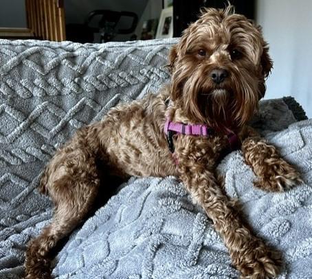 Enlarge Hazel H 26074, a Adoptable mixed breed in Parker, CO image 3/5