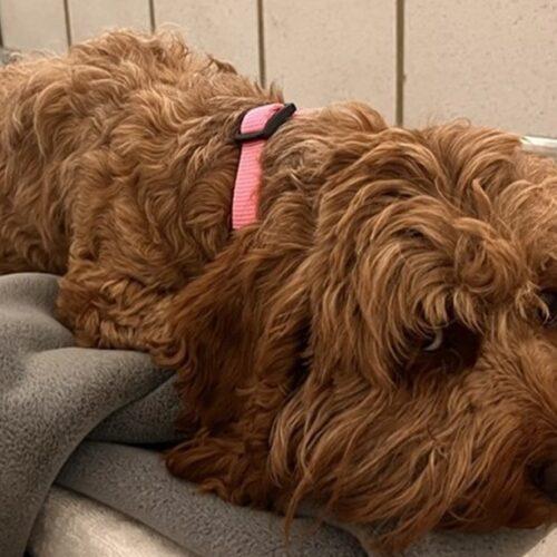 Enlarge Hazel H 26074, a Adoptable mixed breed in Parker, CO image 4/5