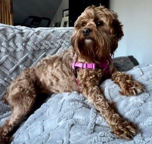 Enlarge Hazel H 26074, a Adoptable mixed breed in Parker, CO image 4/5
