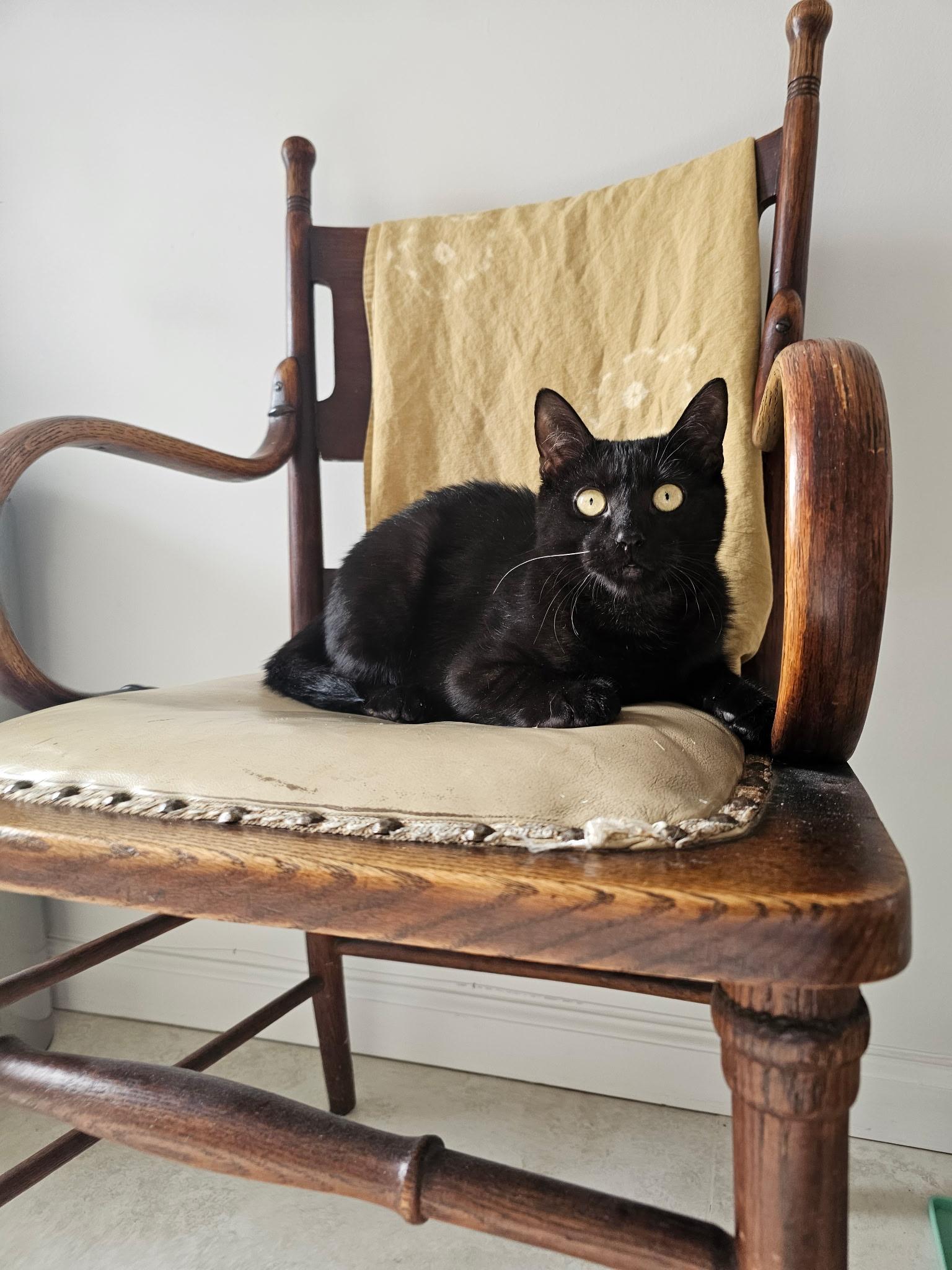 Biggie, ADOPTABLE, Young Male Domestic Short Hair.