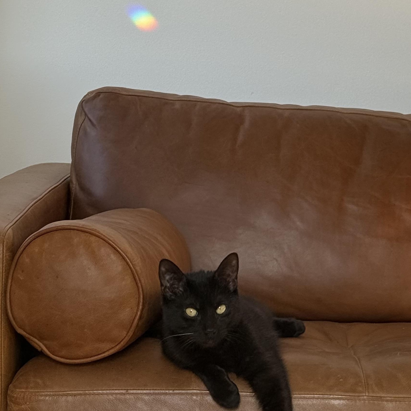 Enlarge Biggie, a ADOPTABLE Domestic Short Hair in South Ozone Park, NY image 4/4