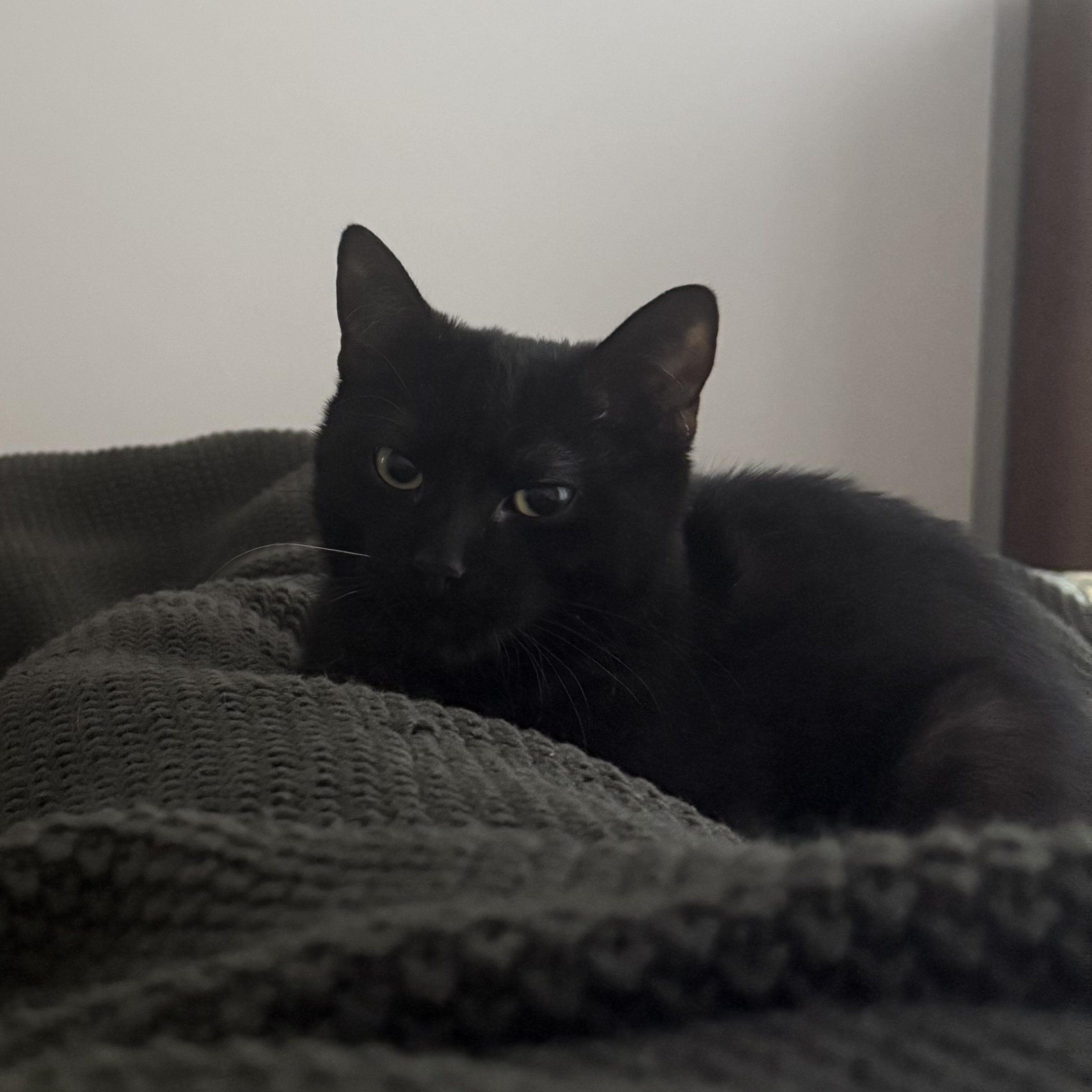 Enlarge Biggie, a ADOPTABLE Domestic Short Hair in South Ozone Park, NY image 2/4