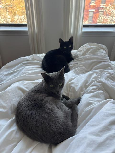 Enlarge Biggie, a ADOPTABLE Domestic Short Hair in South Ozone Park, NY image 6/6