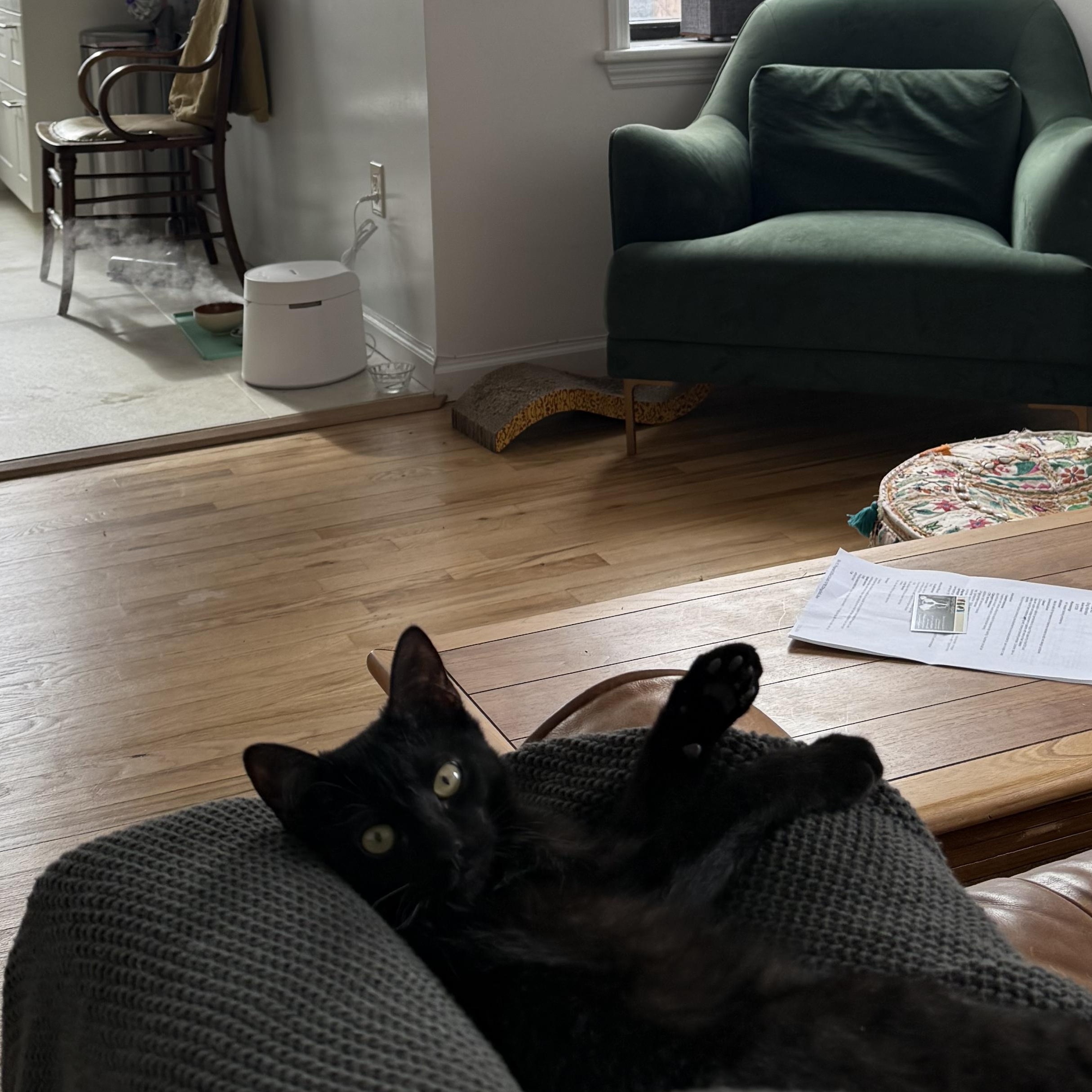 Enlarge Biggie, a ADOPTABLE Domestic Short Hair in South Ozone Park, NY image 3/4