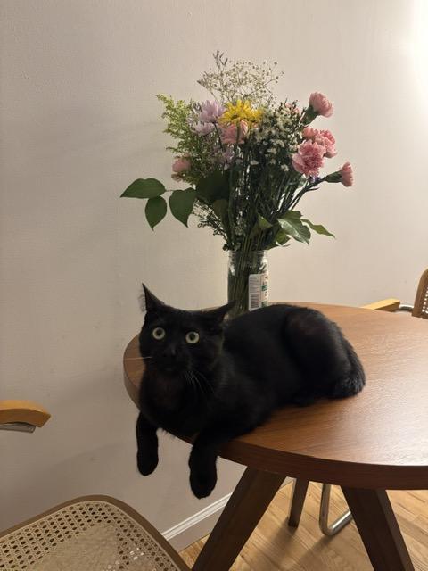 Enlarge Biggie, a ADOPTABLE Domestic Short Hair in South Ozone Park, NY image 4/6