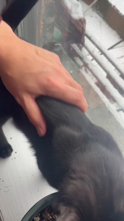 Enlarge Biggie, a ADOPTABLE Domestic Short Hair in South Ozone Park, NY video 5/6