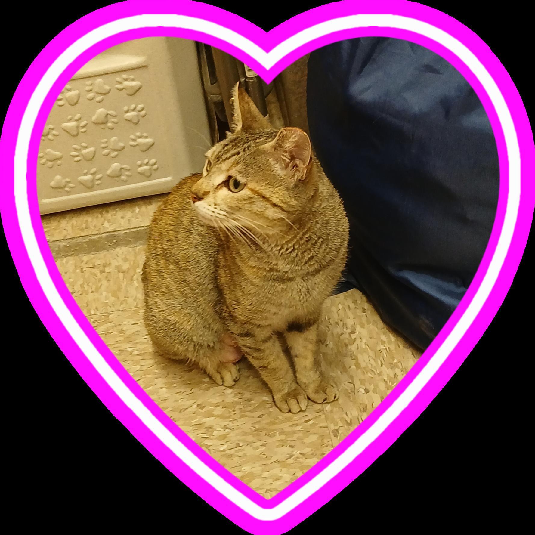 Enlarge Lana, a ADOPTABLE mixed breed in Albuquerque, NM image 6/6