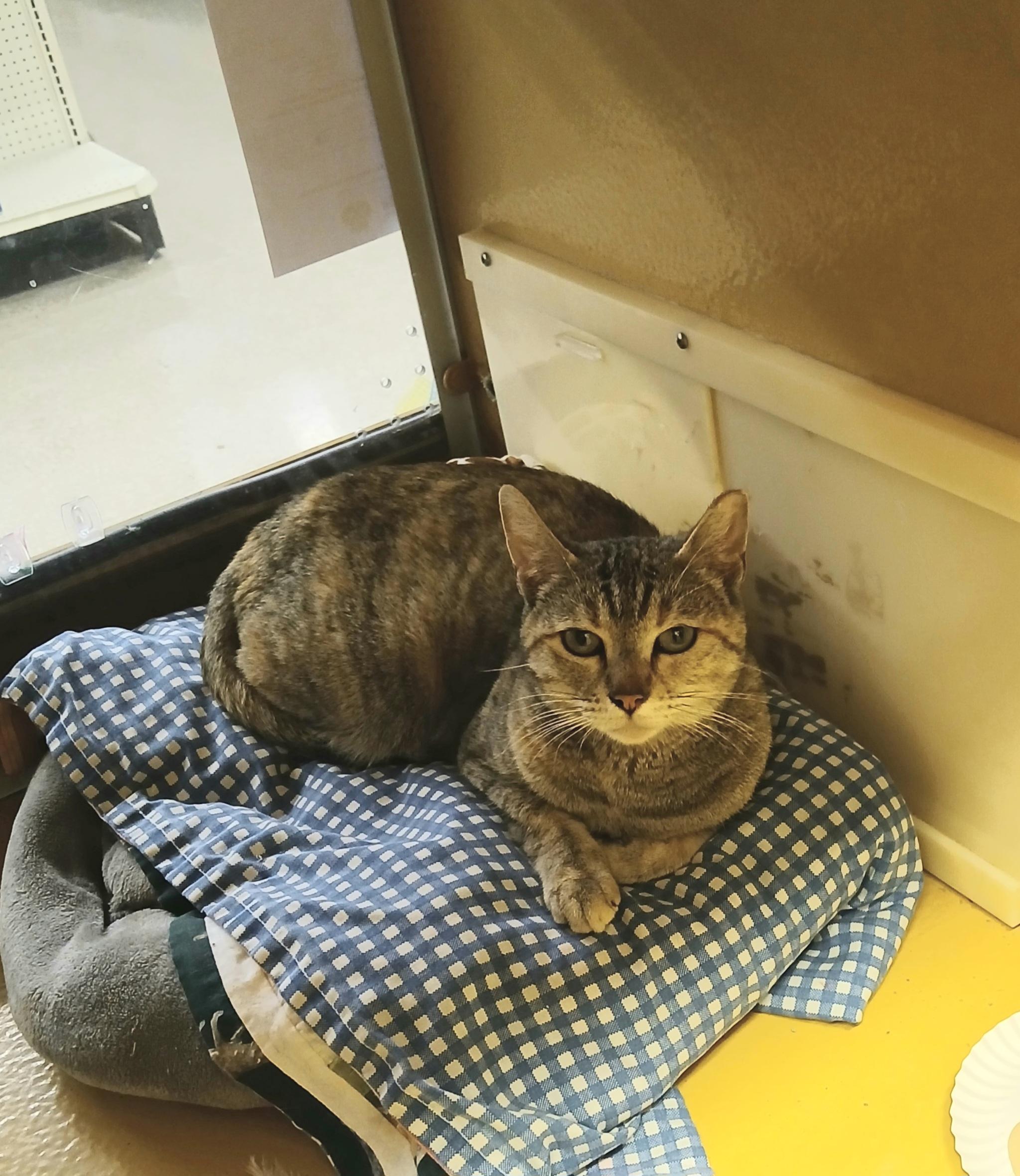 Enlarge Lana, a ADOPTABLE mixed breed in Albuquerque, NM image 3/6