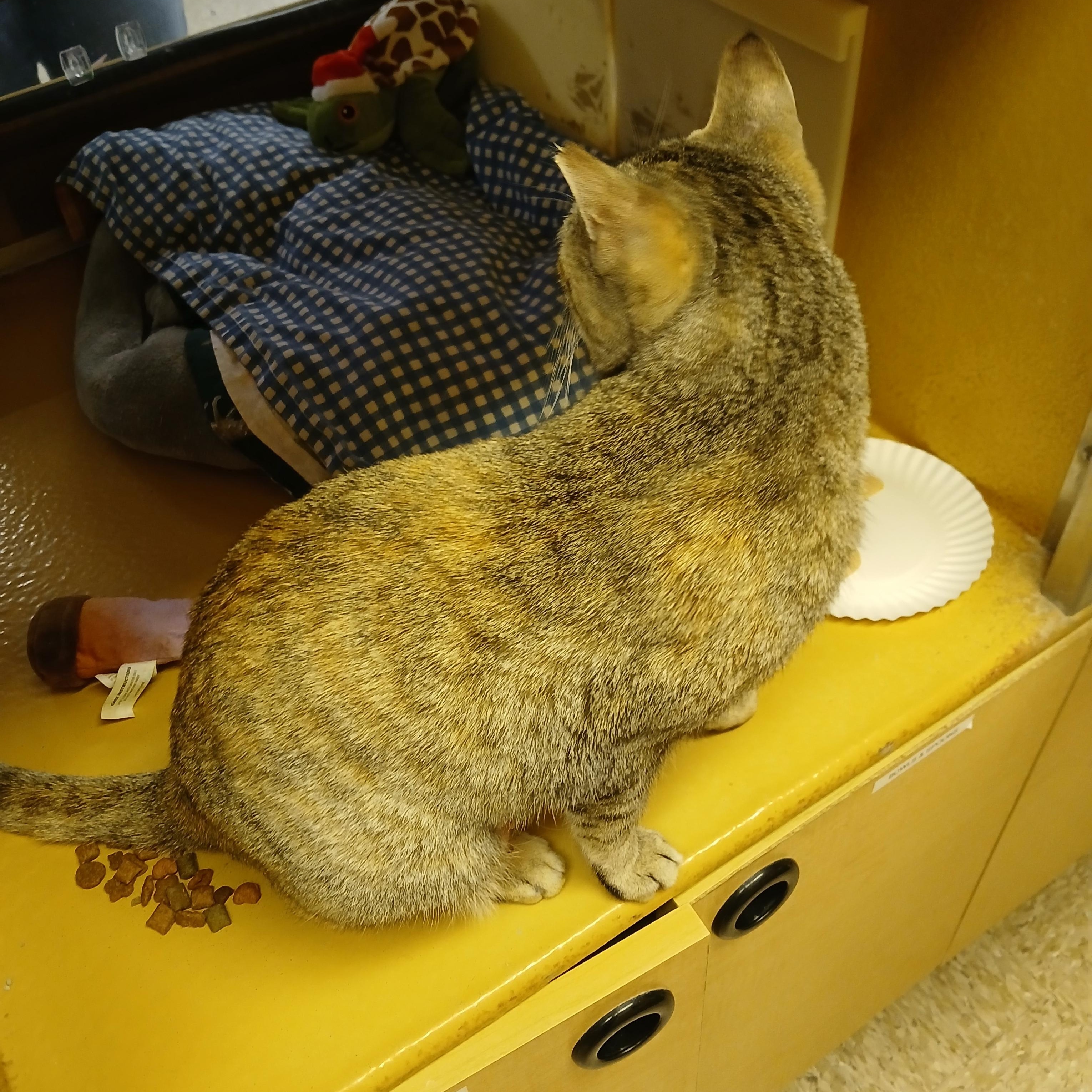 Enlarge Lana, a ADOPTABLE mixed breed in Albuquerque, NM image 5/6