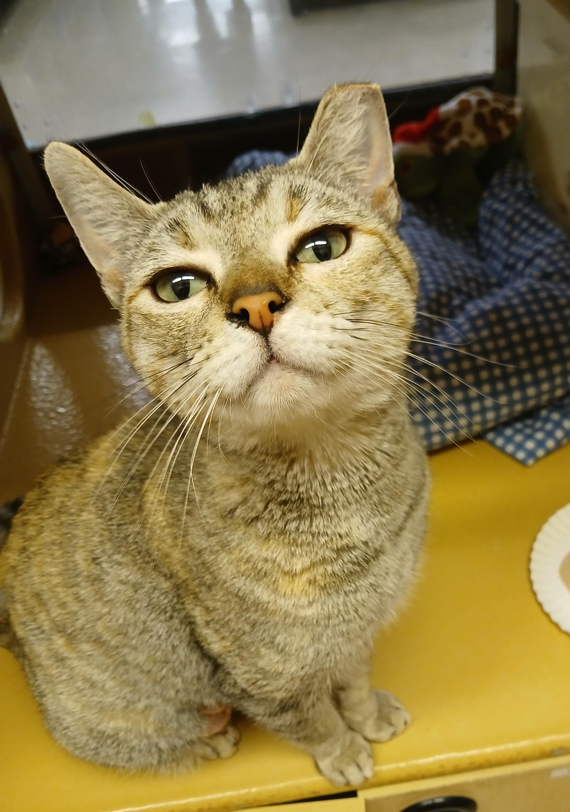 Lana, ADOPTABLE, Young Female Tortoiseshell & Tabby.