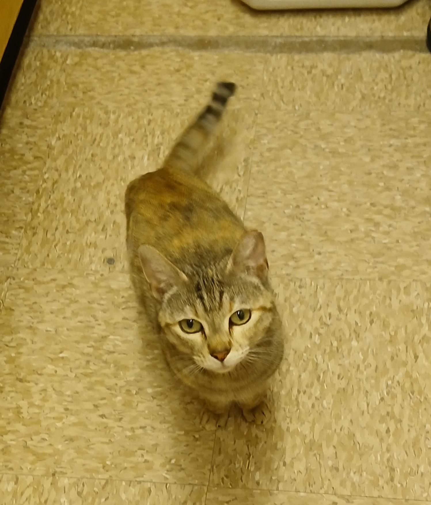 Enlarge Lana, a ADOPTABLE mixed breed in Albuquerque, NM image 4/6