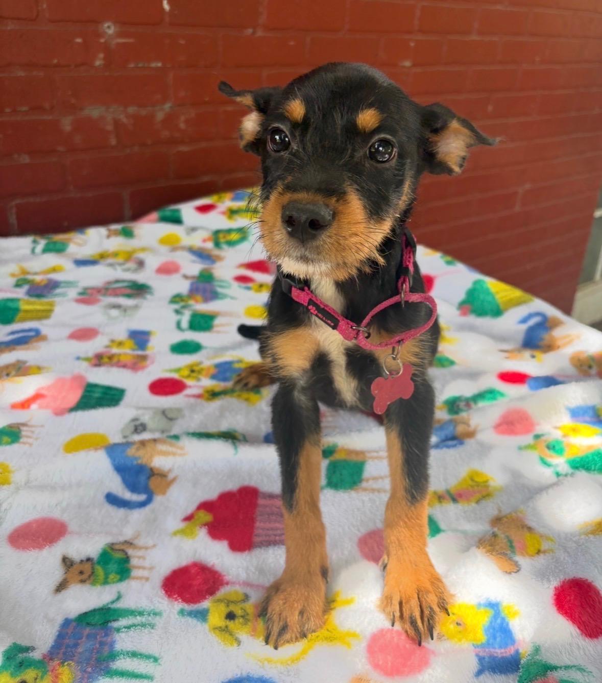 Kira, an adopted mixed breed in Brattleboro, VT image 2/6
