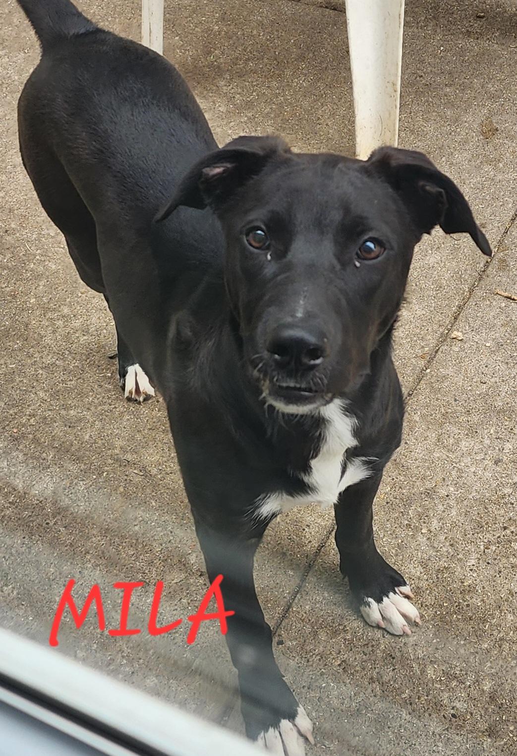 Mila, Adoptable, Young Female Black Labrador Retriever & German Shepherd Dog.