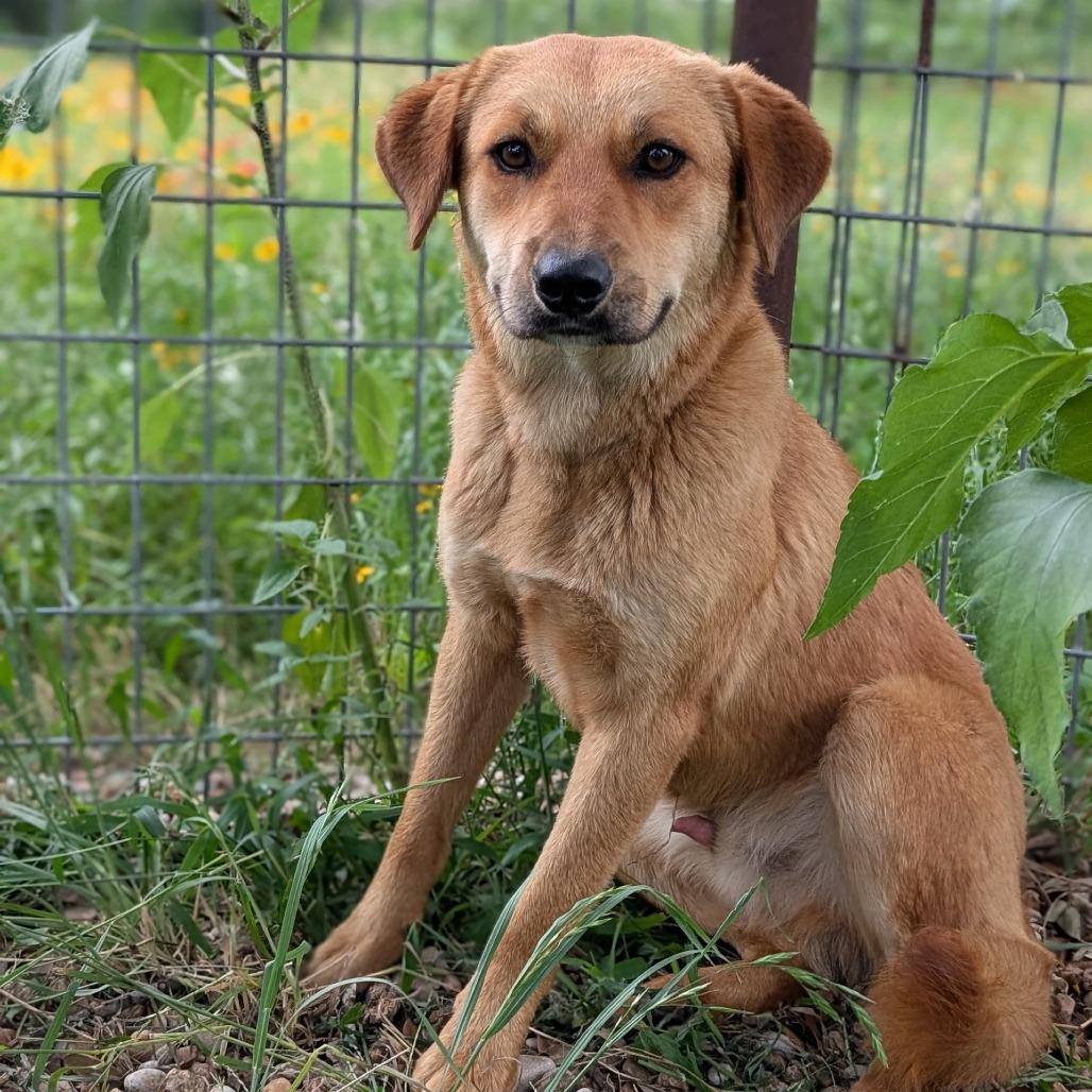 7- Brownie, a Adoptable mixed breed in Buchanan Dam, TX image 1/5