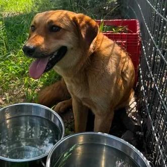 7- Brownie, a Adoptable mixed breed in Buchanan Dam, TX image 2/5