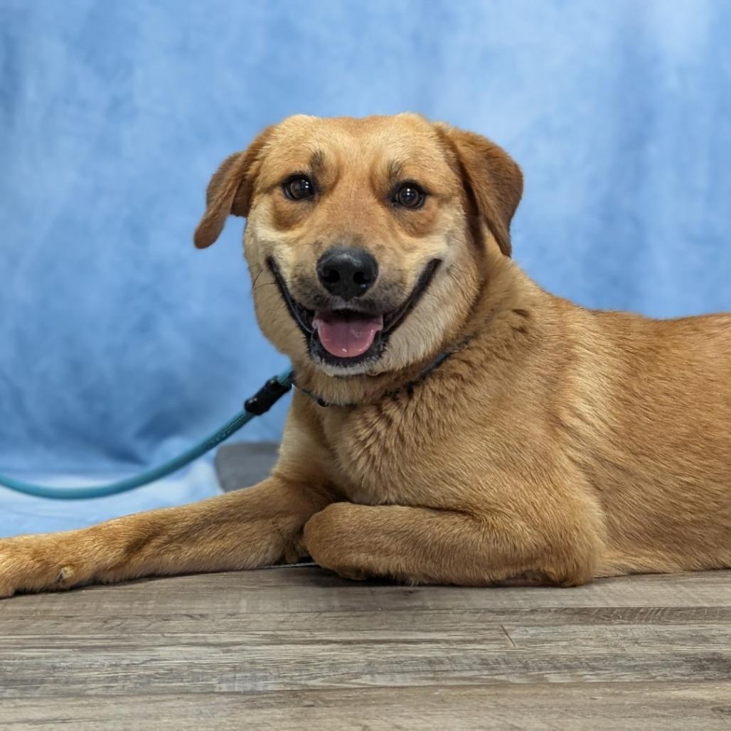 7- Brownie, a Adoptable mixed breed in Buchanan Dam, TX image 3/5