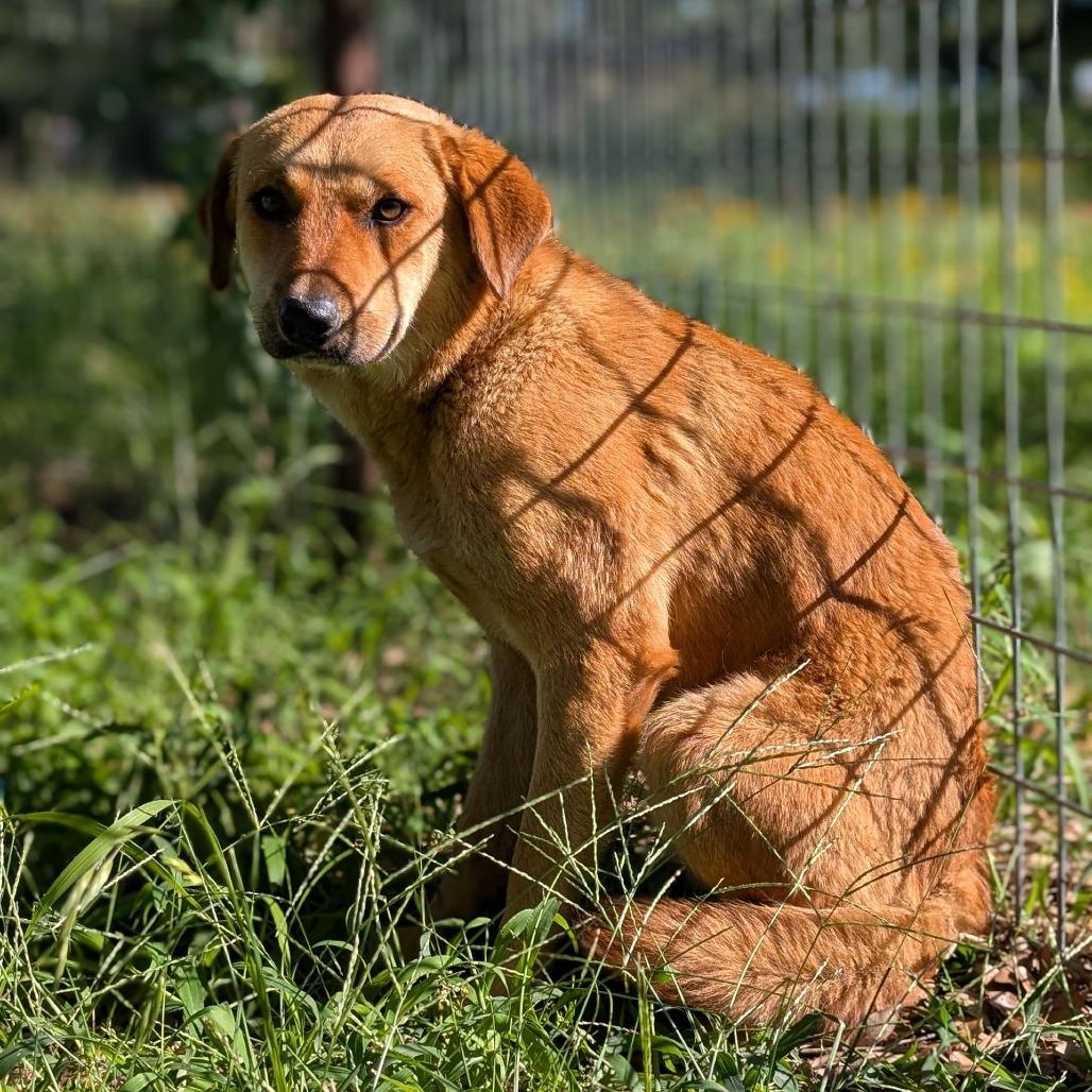 7- Brownie, a Adoptable mixed breed in Buchanan Dam, TX image 4/5