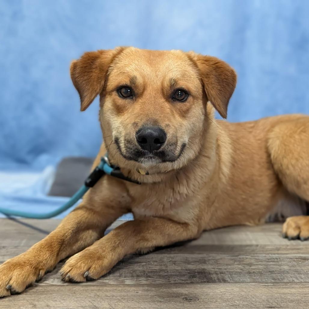 7- Brownie, a Adoptable mixed breed in Buchanan Dam, TX image 5/5