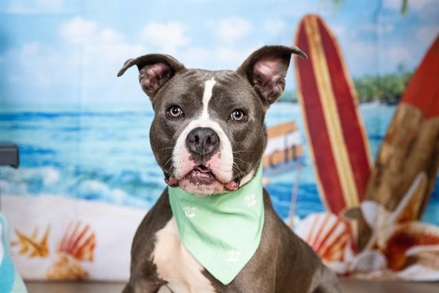 TOAD, Adoptable, Adult Male Pit Bull Terrier & Mixed Breed.