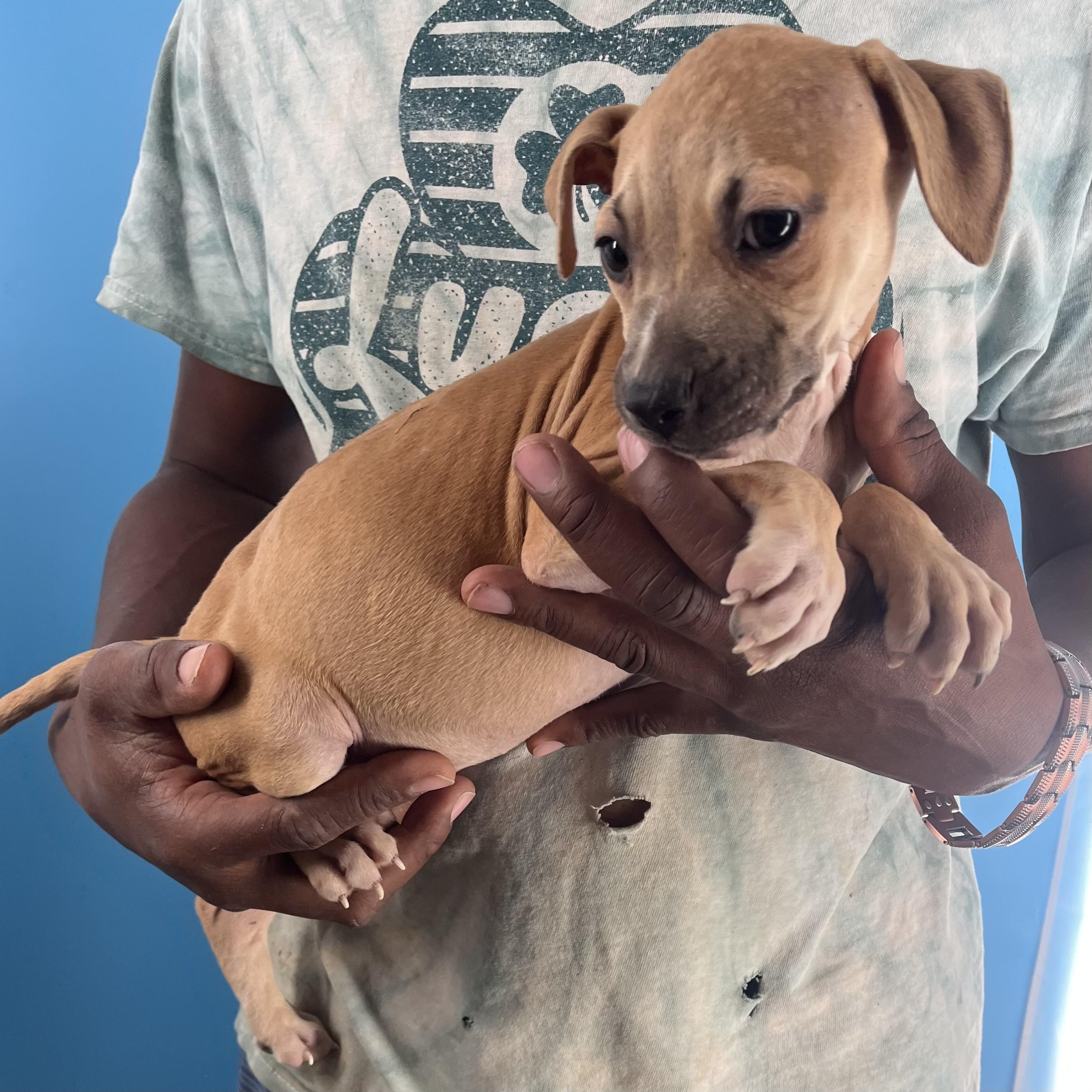 Flash  Local Oct thumbnail 2