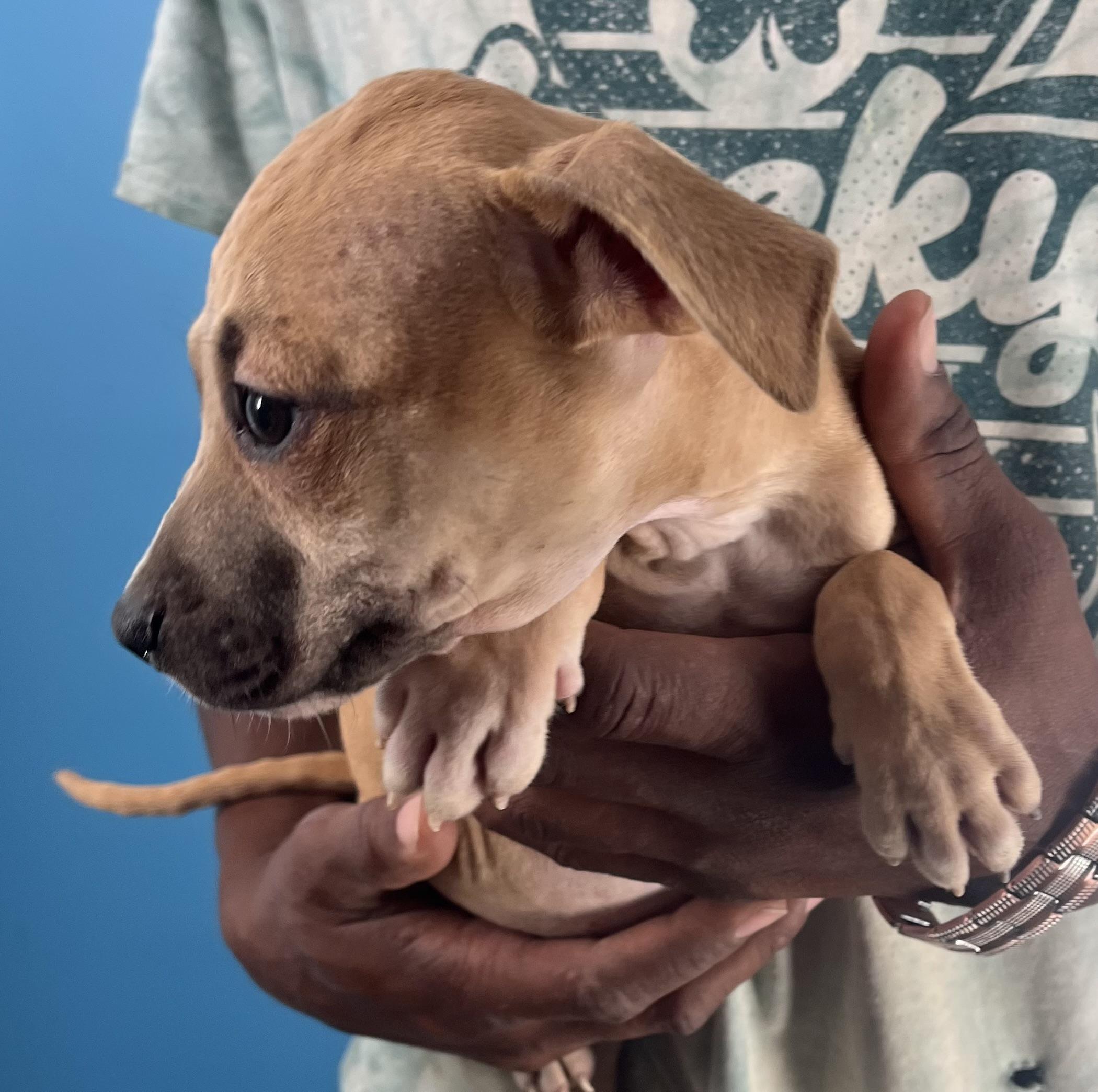 Flash  Local Oct thumbnail 6