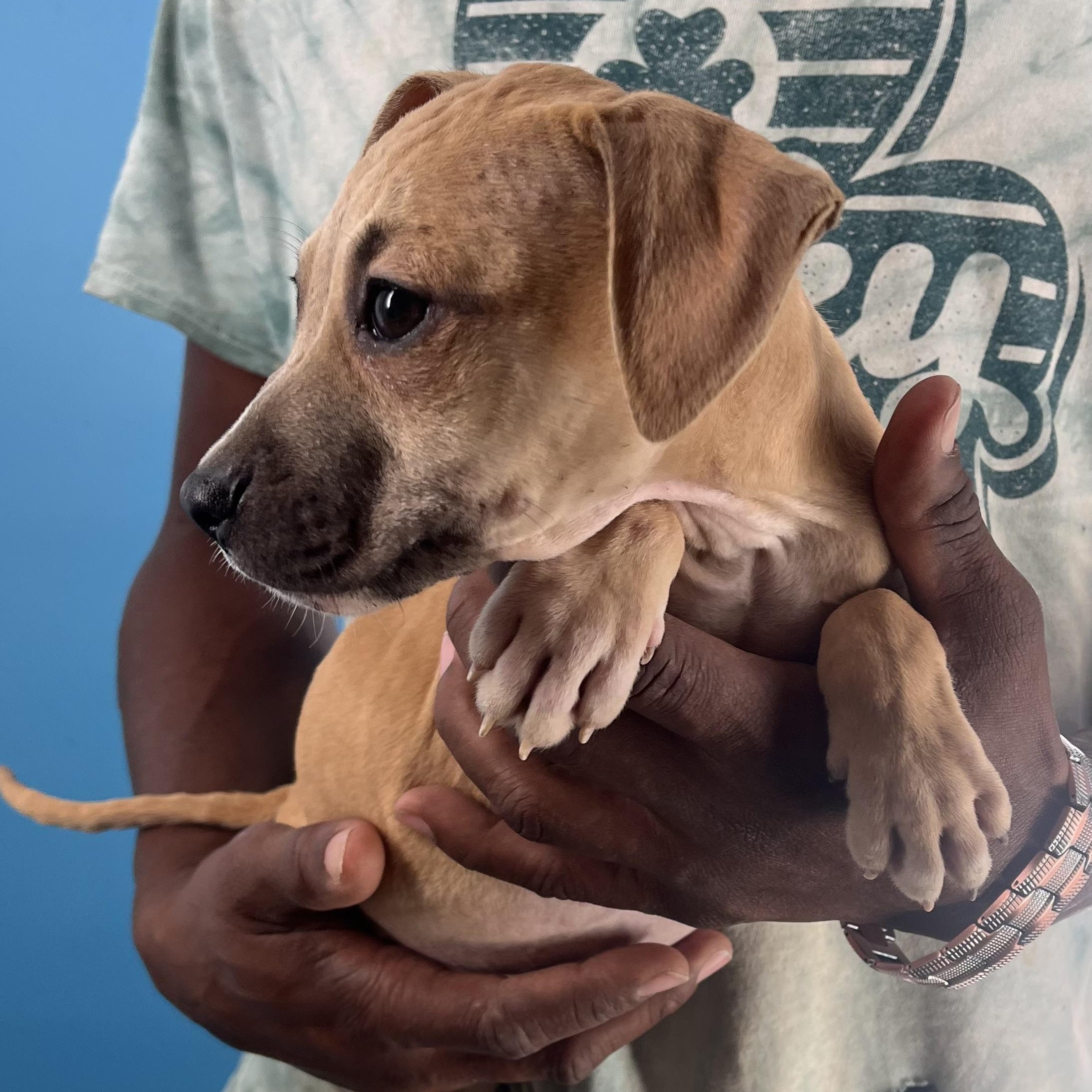 Flash  Local Oct thumbnail 5