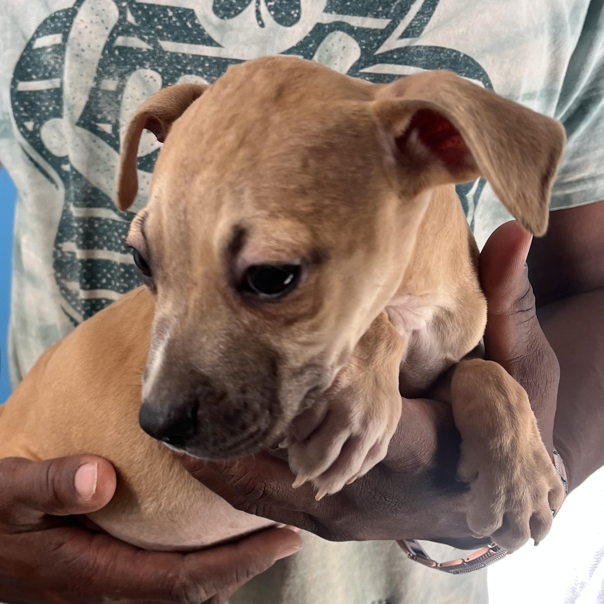 Flash  Local Oct thumbnail 3