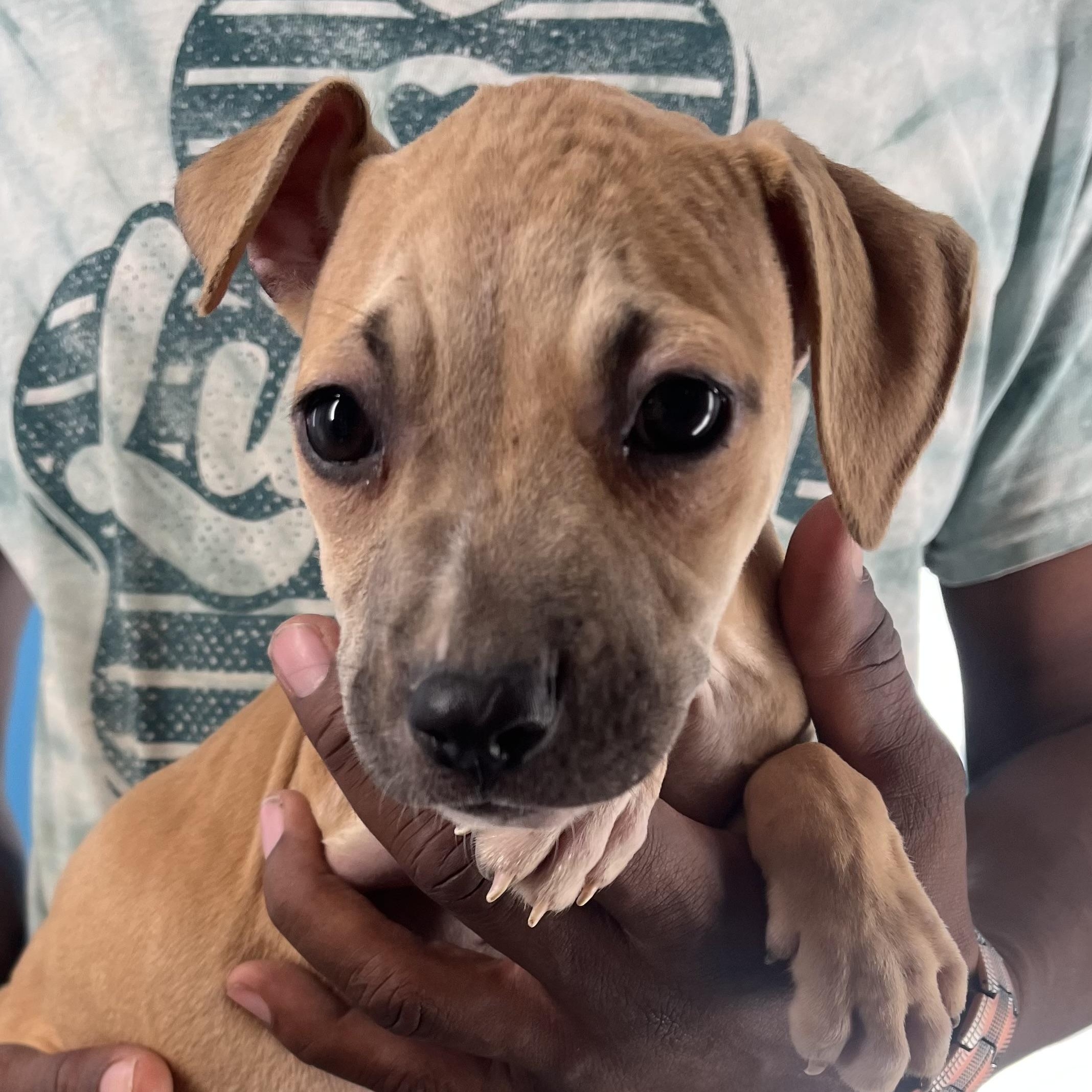 Flash  Local Oct thumbnail 4