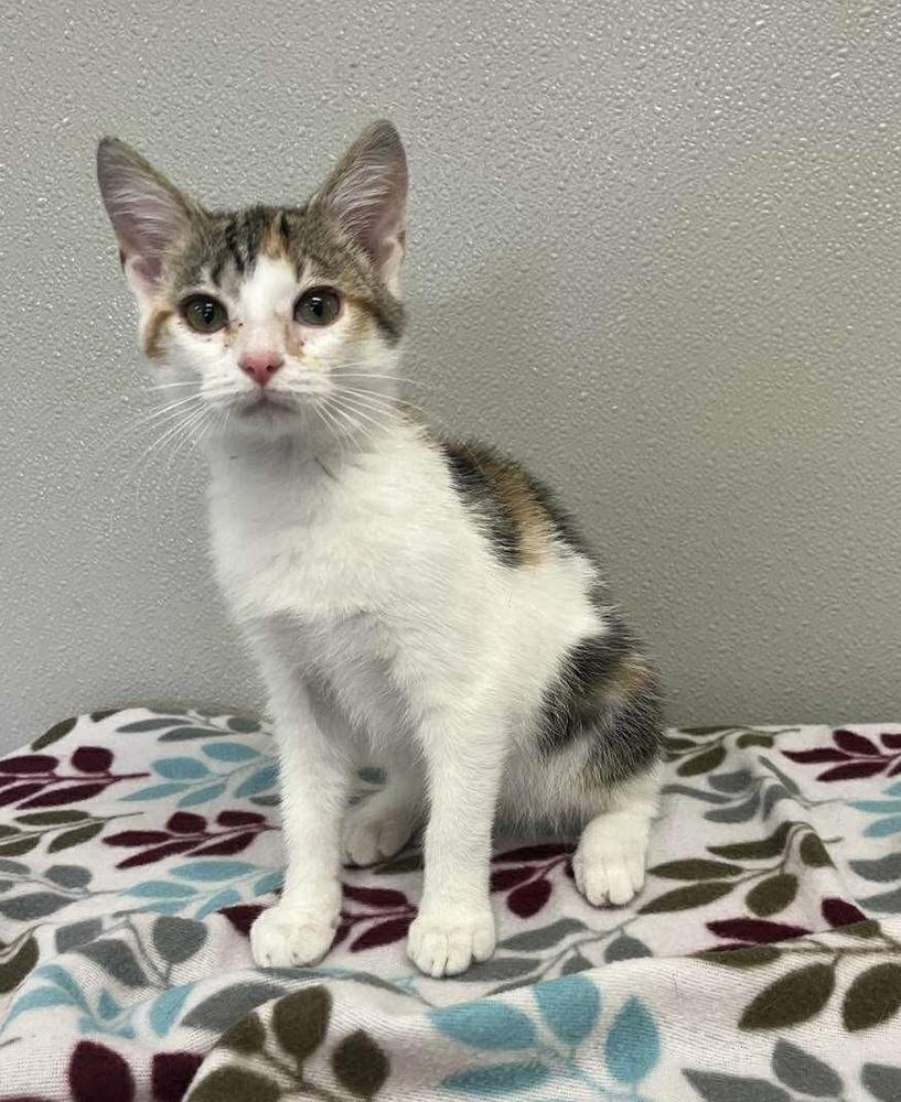 Delilah, Adoptable, Kitten Female Domestic Short Hair.