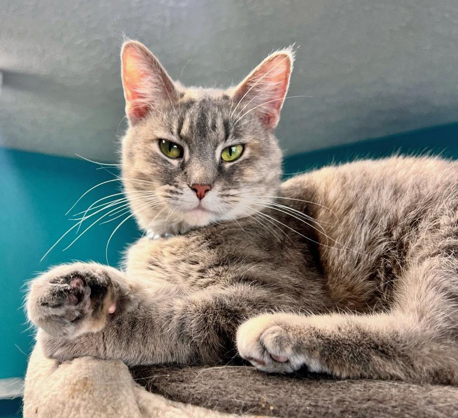 Ducky, ADOPTABLE, Adult Female Dilute Tortoiseshell.