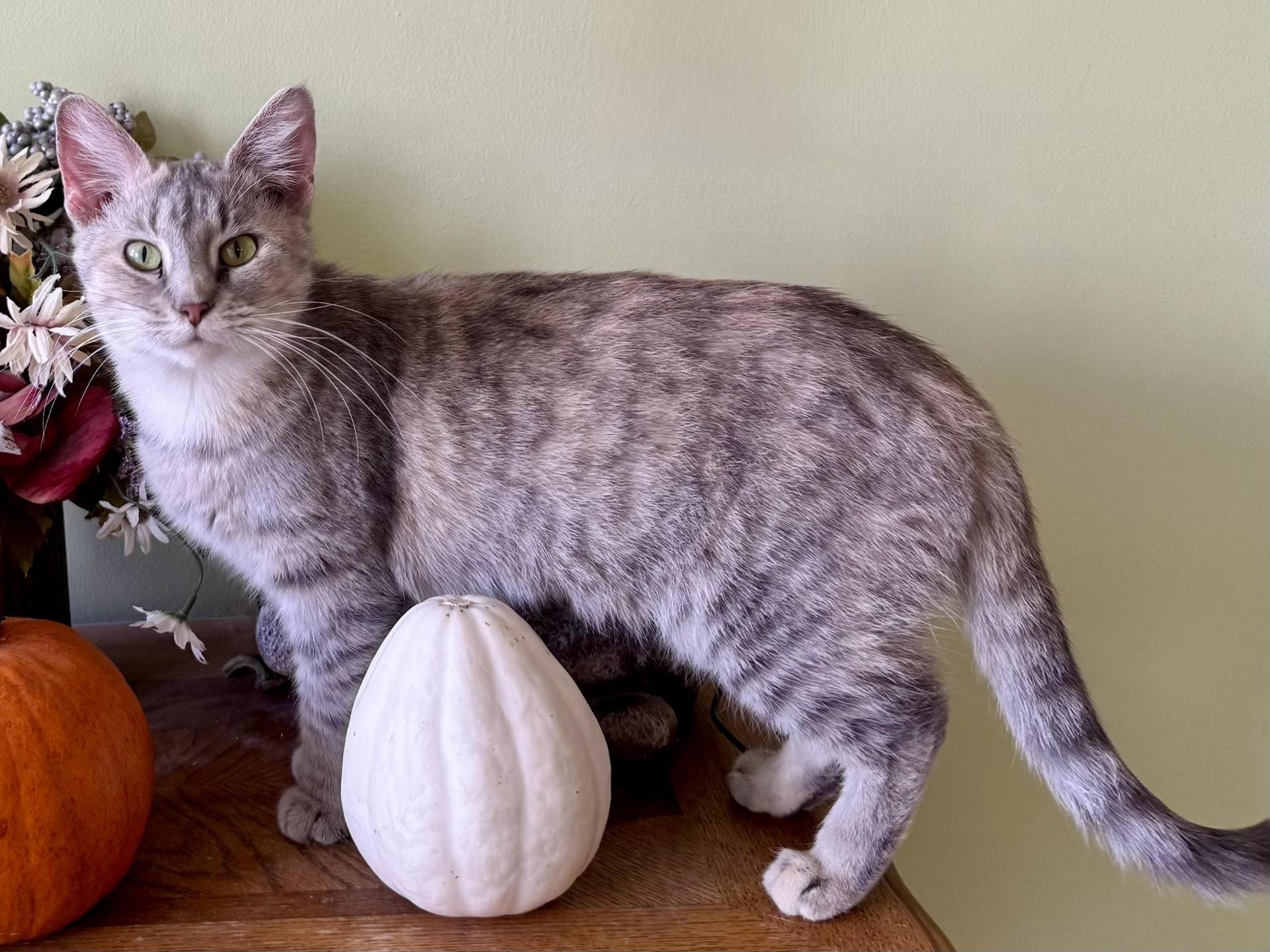 Enlarge Ducky, a ADOPTABLE Dilute Tortoiseshell in Scottsburg, IN image 2/2