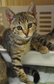 Victoria, a Adoptable Domestic Short Hair in Pompano Beach, FL image 1/4