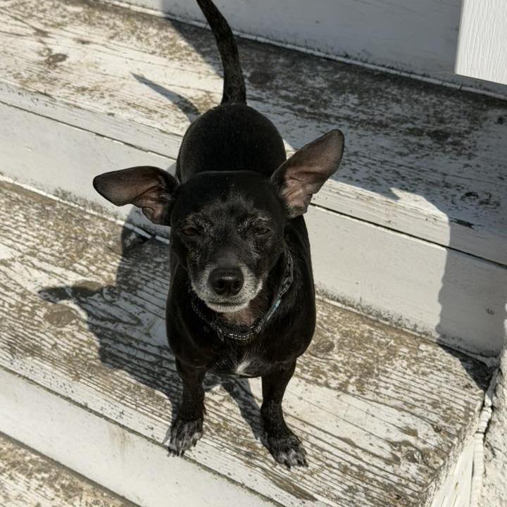 Oliver $400, Adoptable, Adult Male Chihuahua & Mixed Breed.